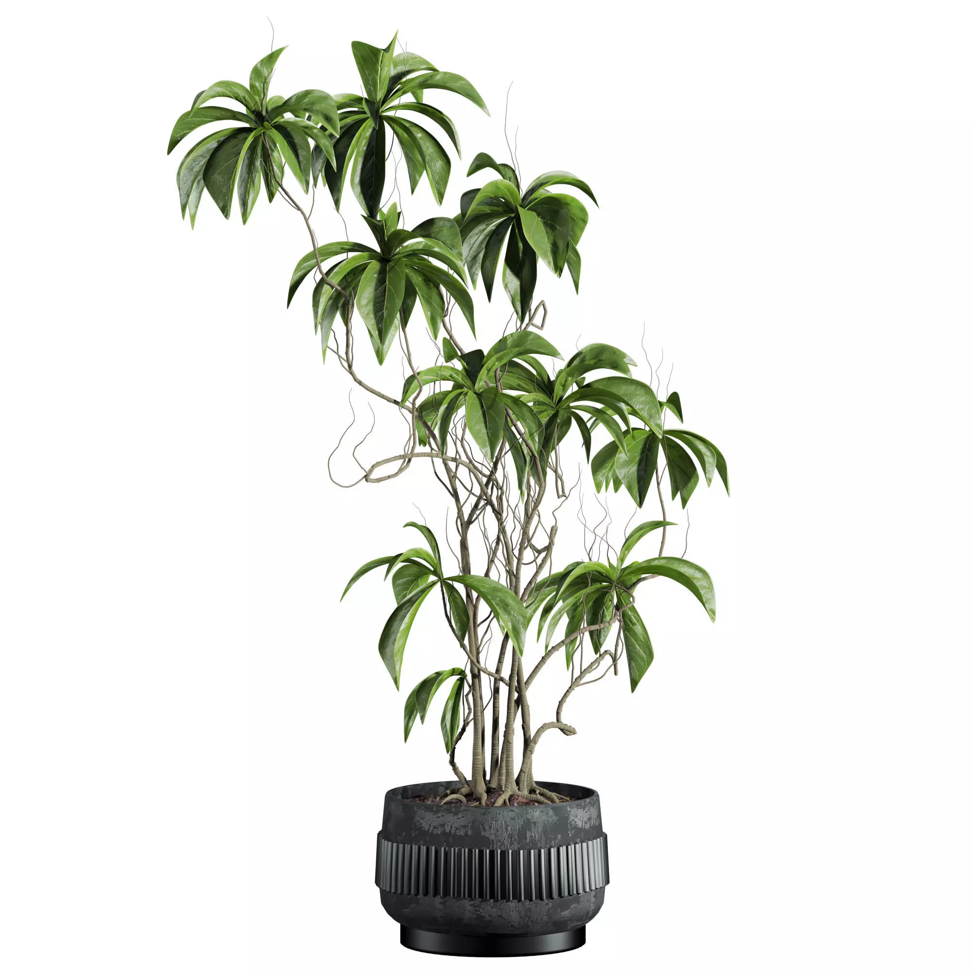 potted plant 3D model_2