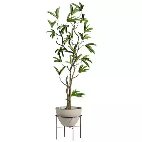 potted plants 3D model