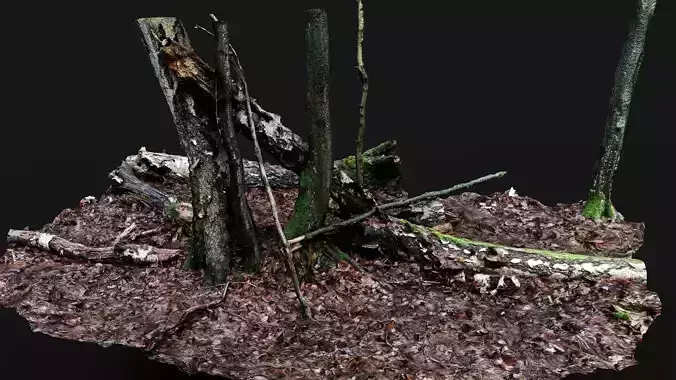 forest ground broken trees wood trunks PBR photogrammetry Low-poly 3D model