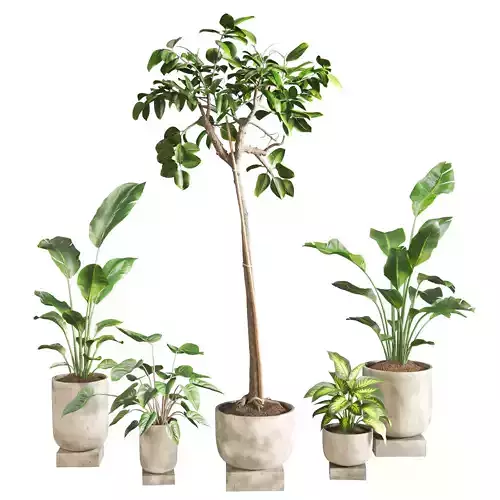 Banana Leaf Ficus Pedestal Concrete Planter