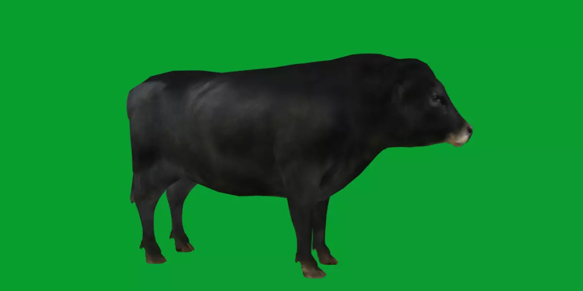 Galloway Cattle Low-poly 3D model_12