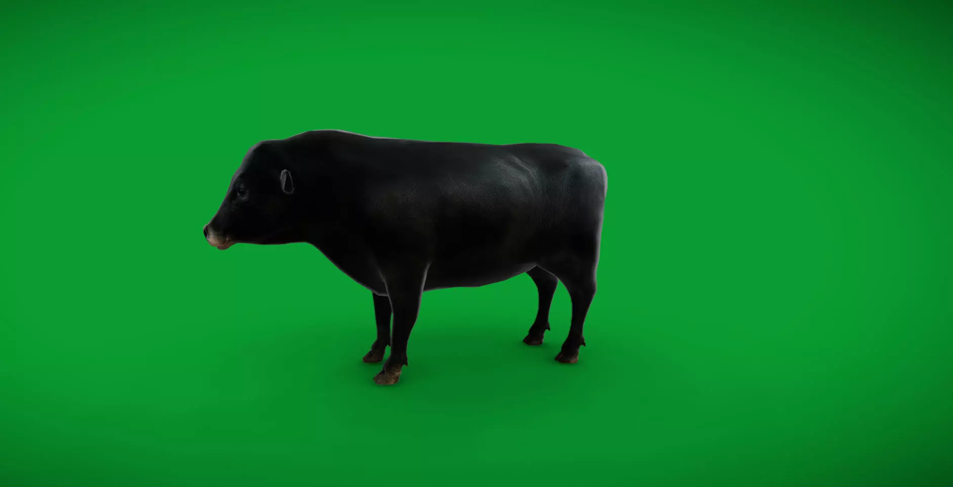 Galloway Cattle Low-poly 3D model_10