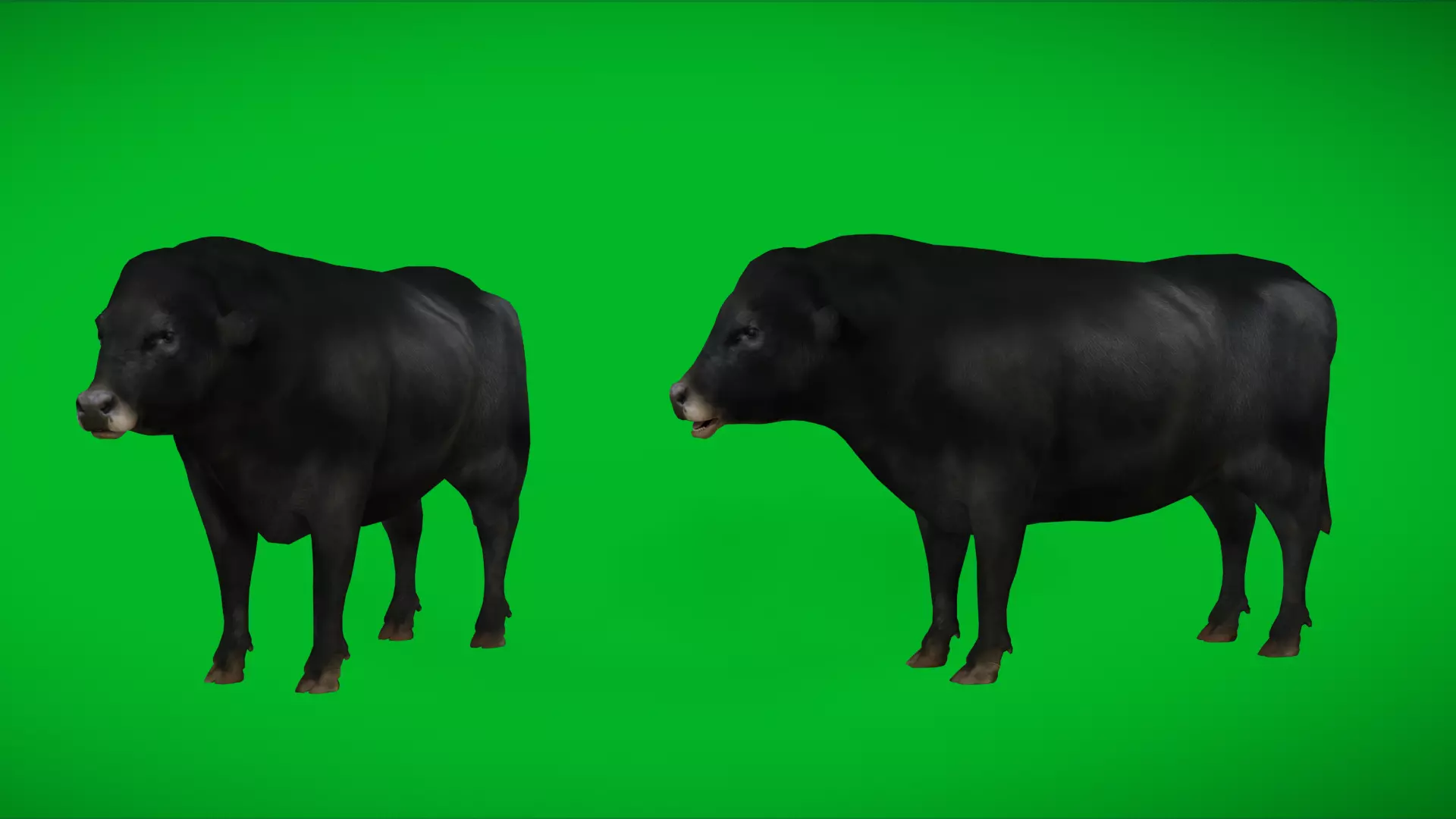 Galloway Cattle Low-poly 3D model_0
