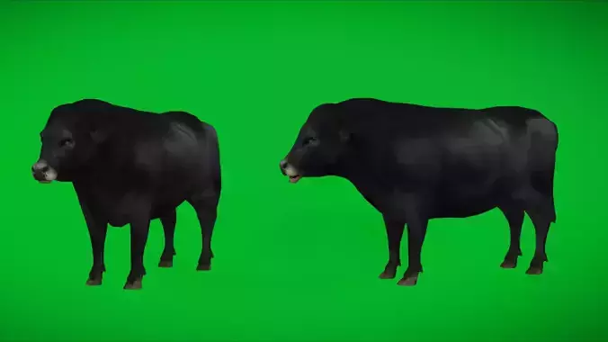Galloway Cattle Low-poly 3D model