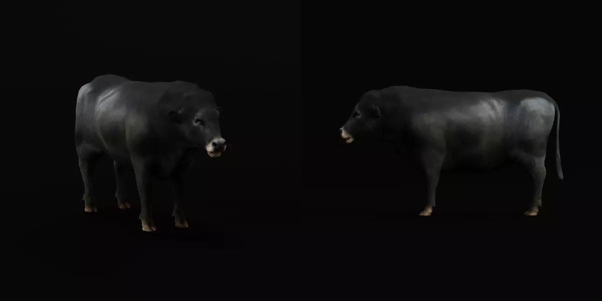 Galloway Cattle Low-poly 3D model_11