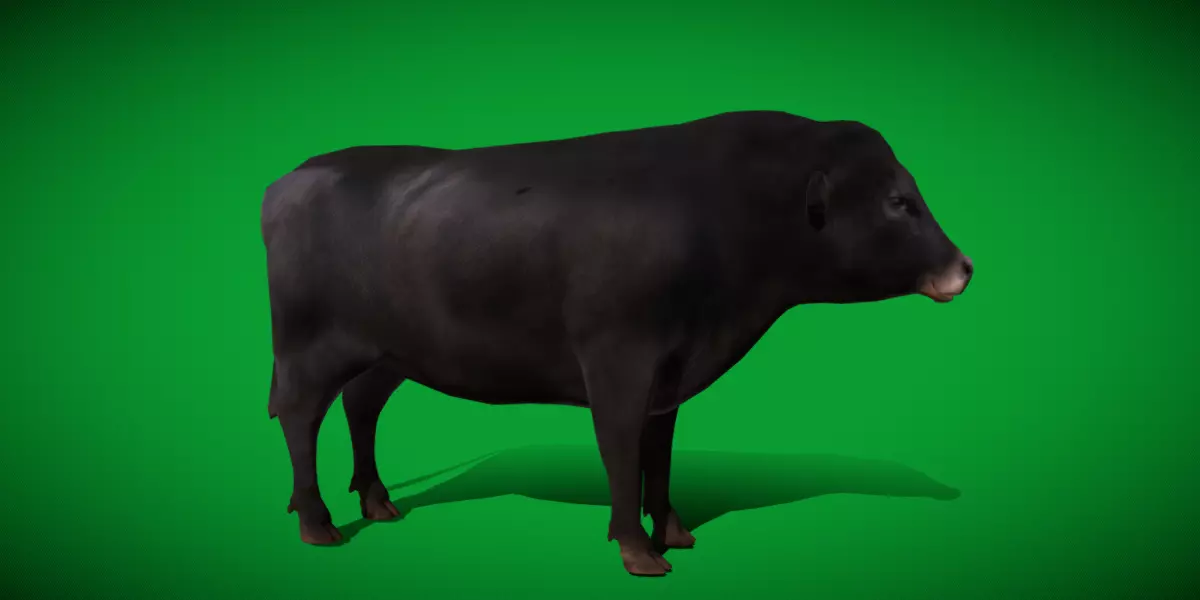 Galloway Cattle Low-poly 3D model_23