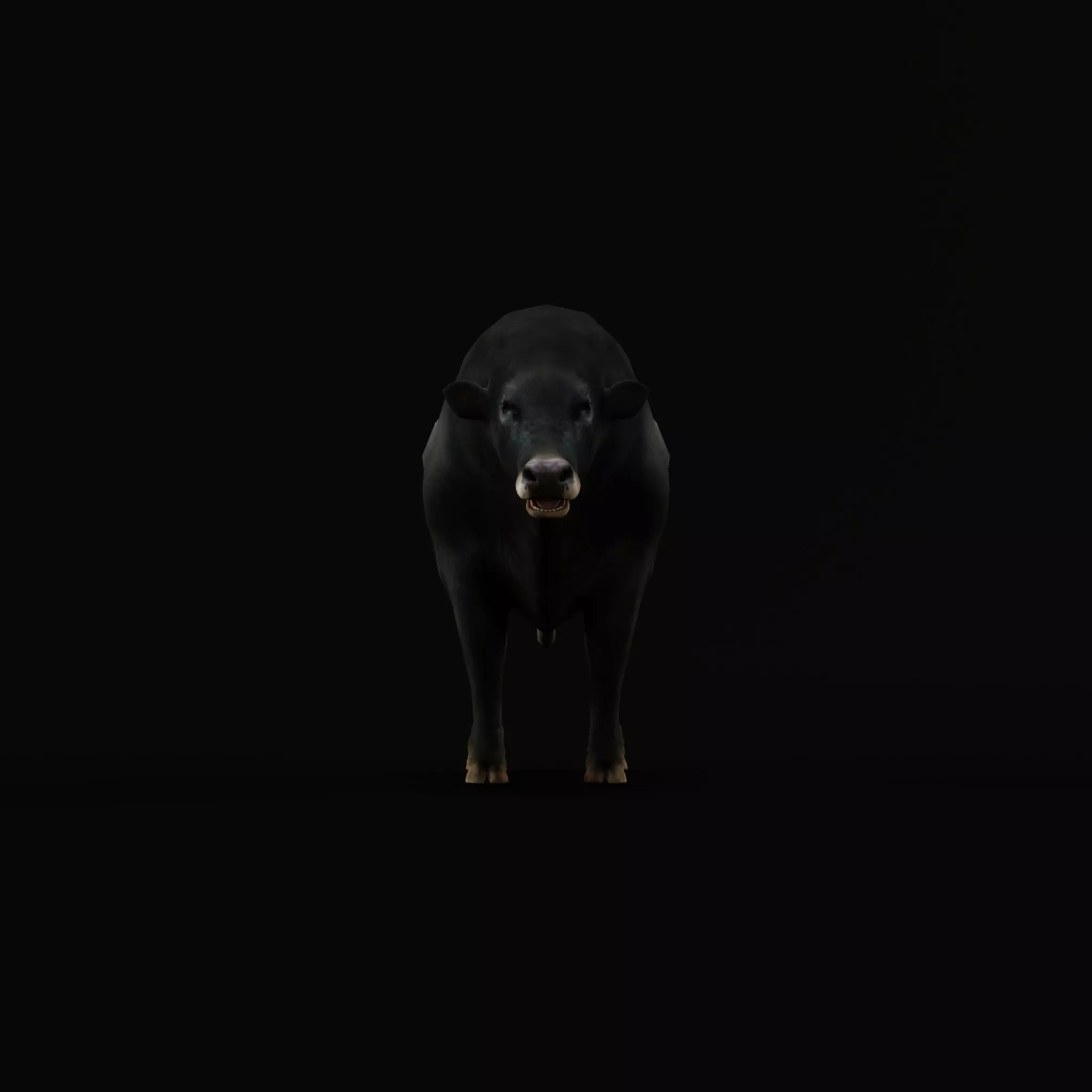 Galloway Cattle Low-poly 3D model_44