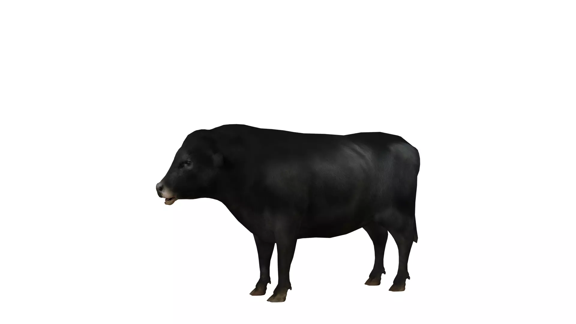 Galloway Cattle Low-poly 3D model_7