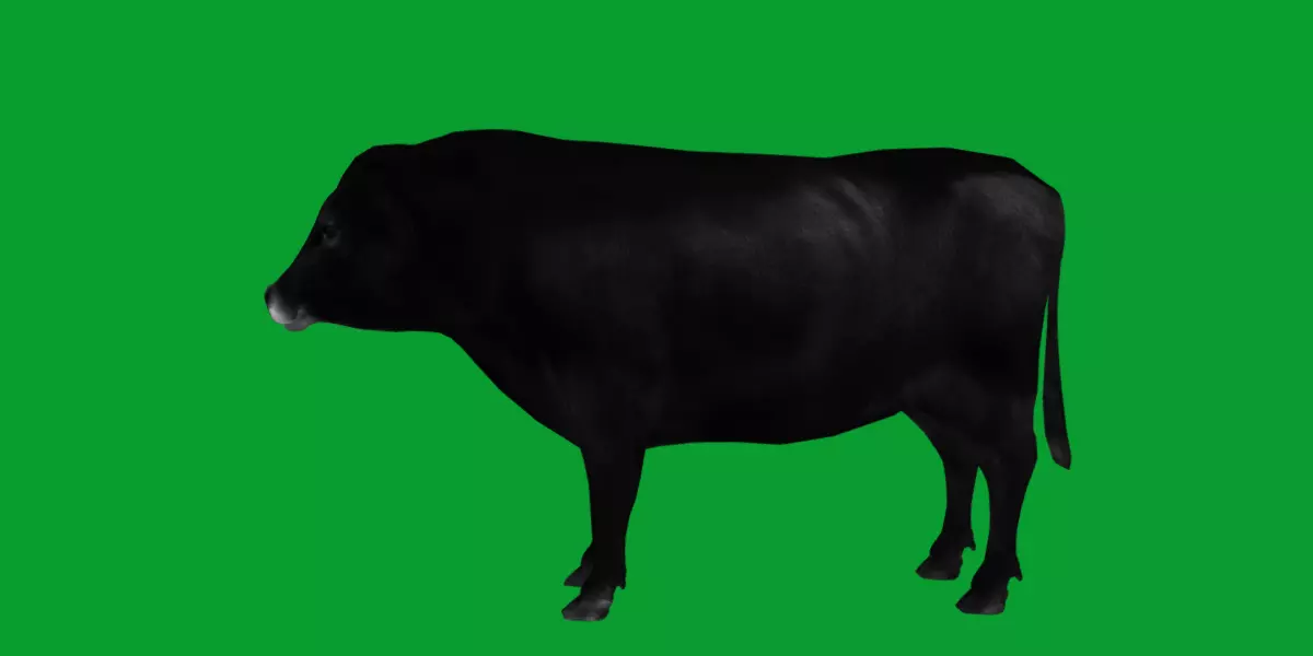 Galloway Cattle Low-poly 3D model_25