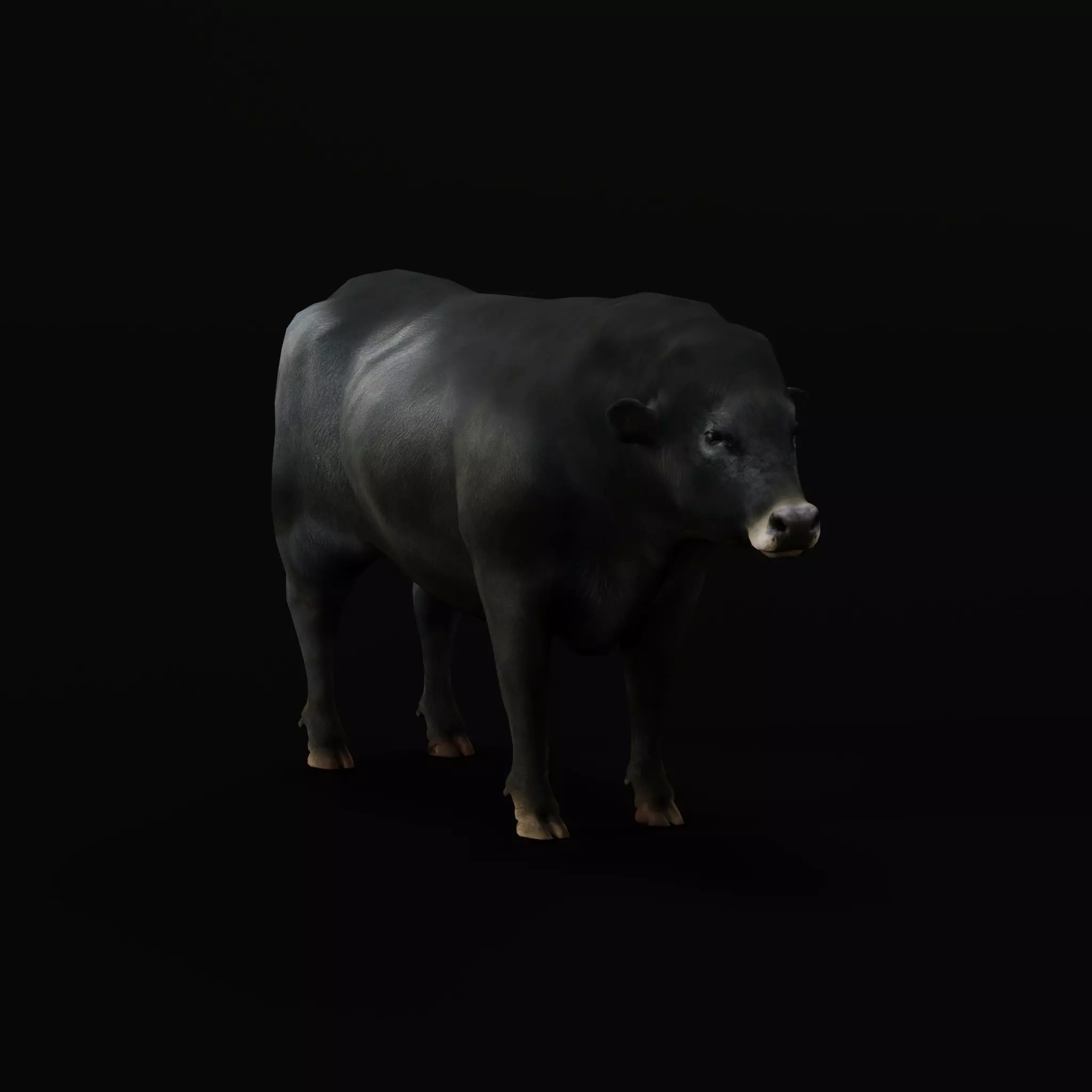 Galloway Cattle Low-poly 3D model_42