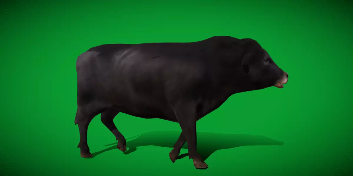 Galloway Cattle Low-poly 3D model_19