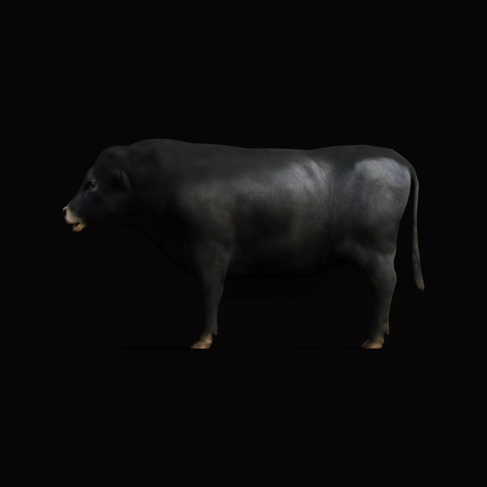 Galloway Cattle Low-poly 3D model_43