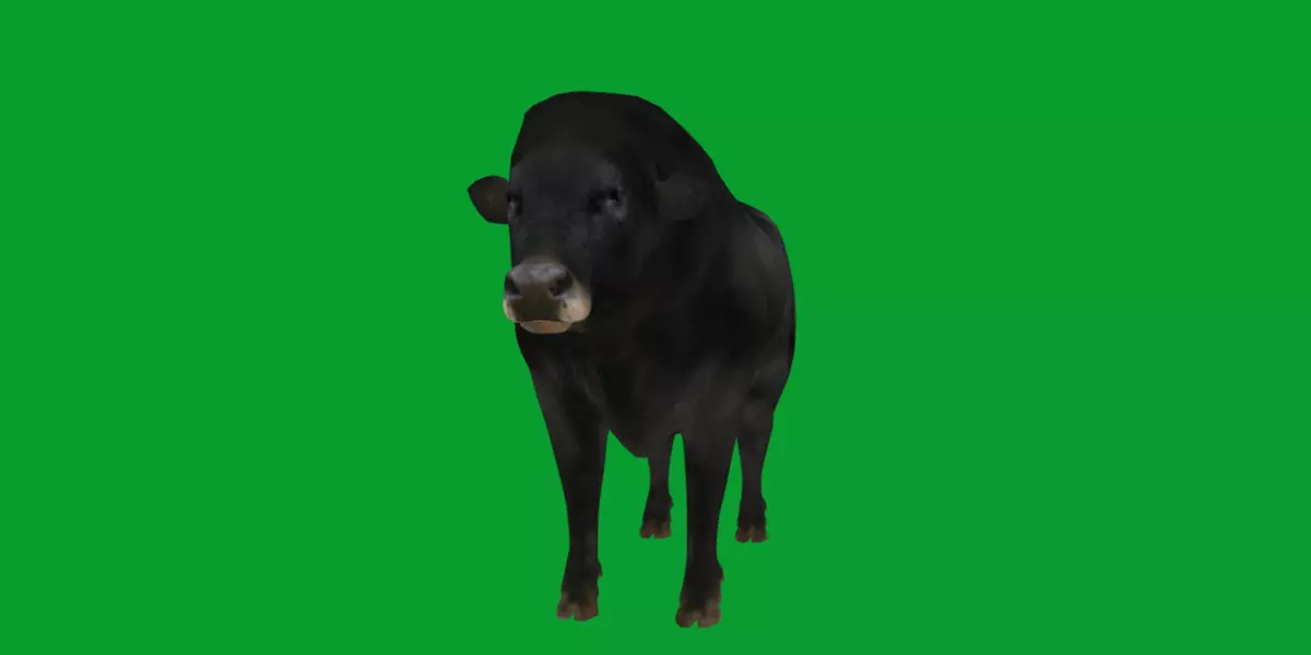 Galloway Cattle Low-poly 3D model_36