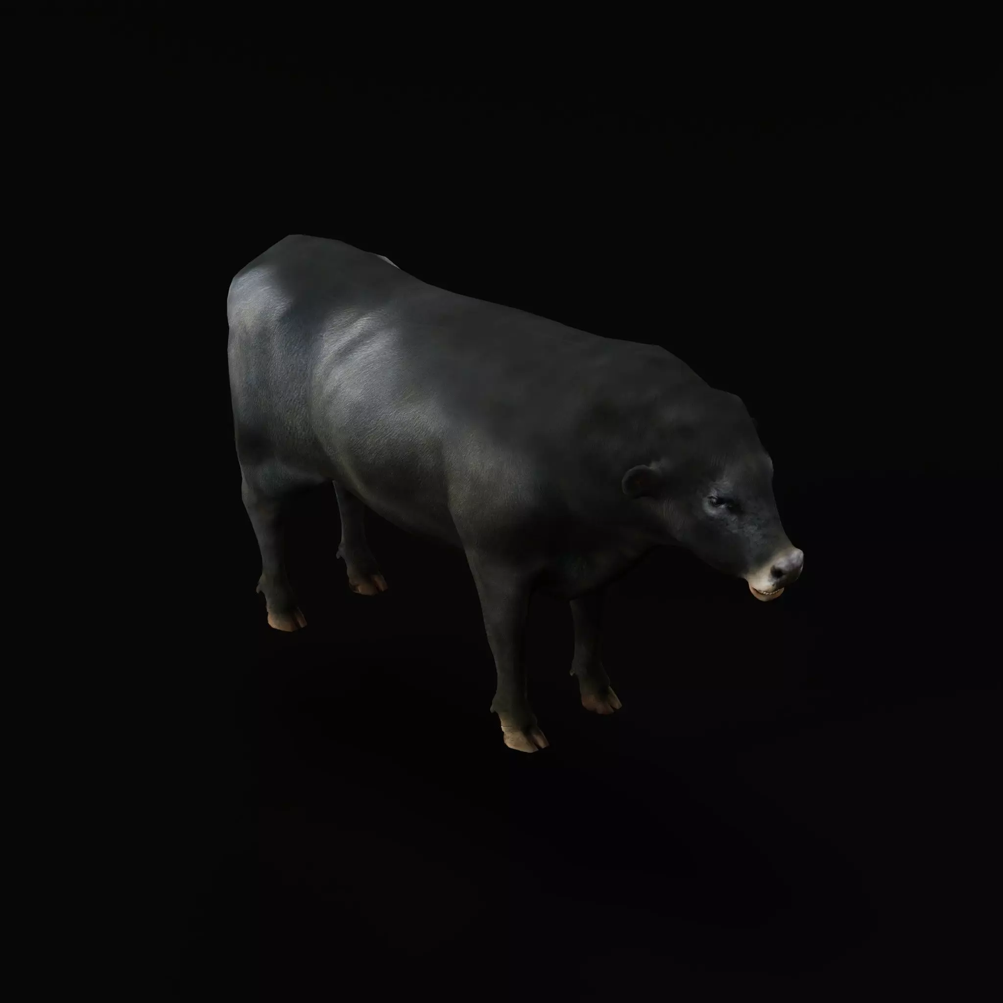 Galloway Cattle Low-poly 3D model_40