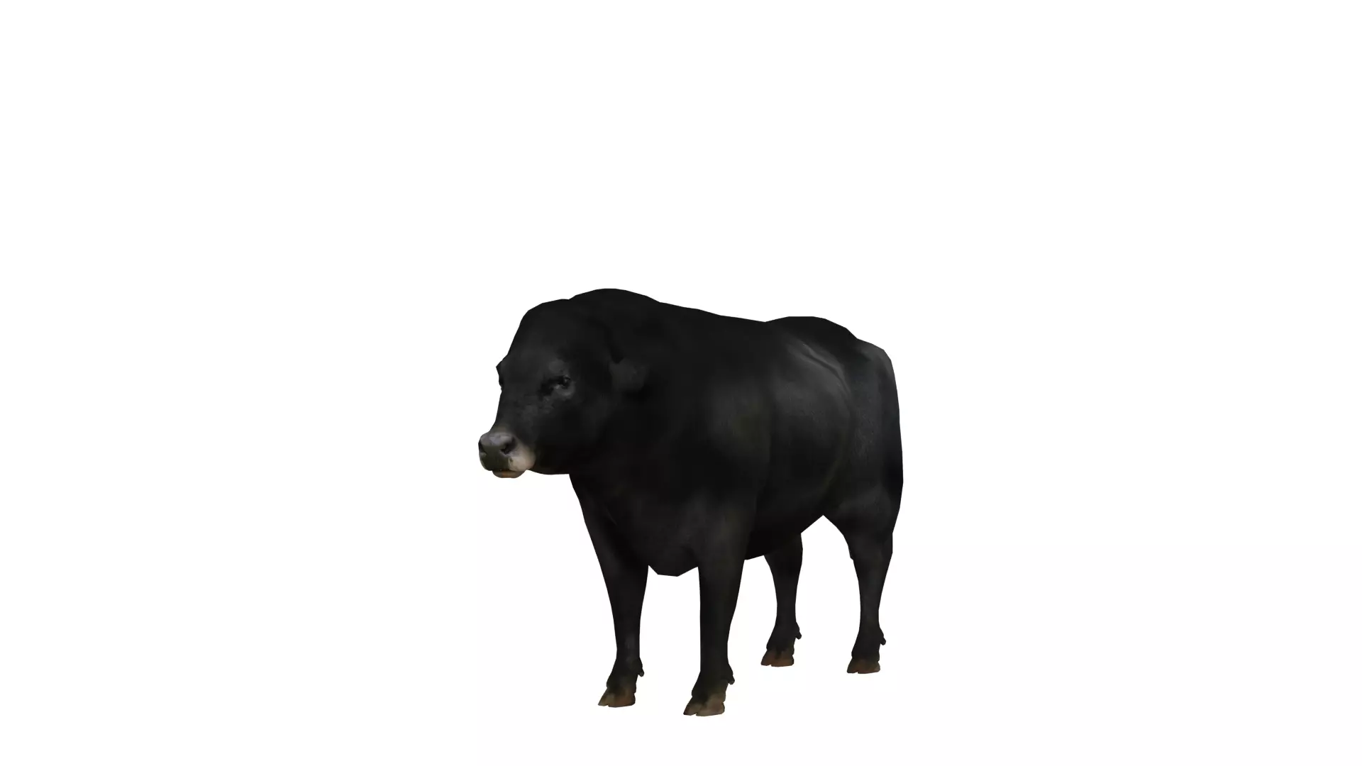 Galloway Cattle Low-poly 3D model_9