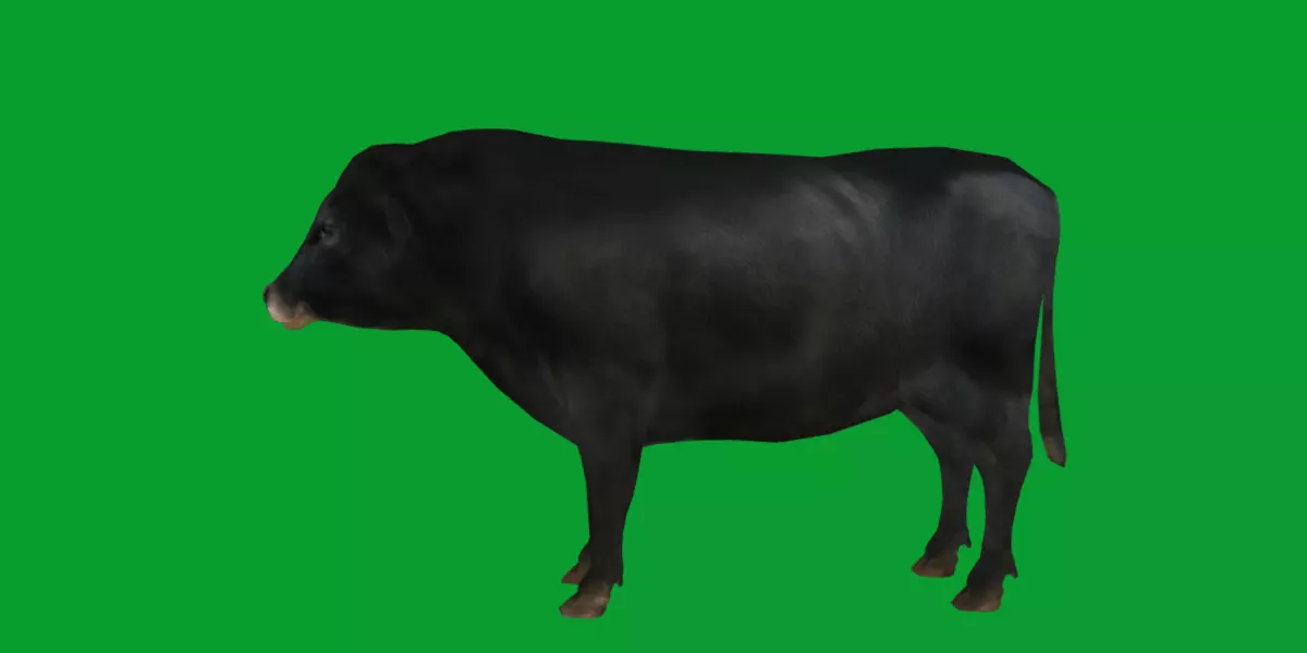 Galloway Cattle Low-poly 3D model_13