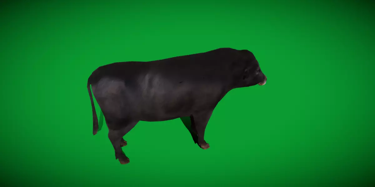 Galloway Cattle Low-poly 3D model_38