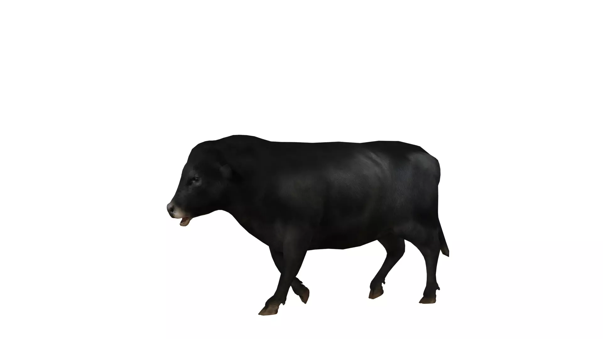 Galloway Cattle Low-poly 3D model_8