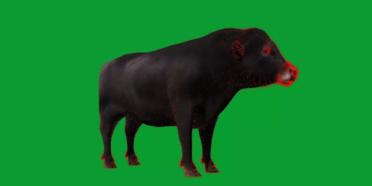 Galloway Cattle Low-poly 3D model_31