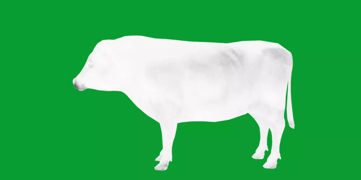 Galloway Cattle Low-poly 3D model_22