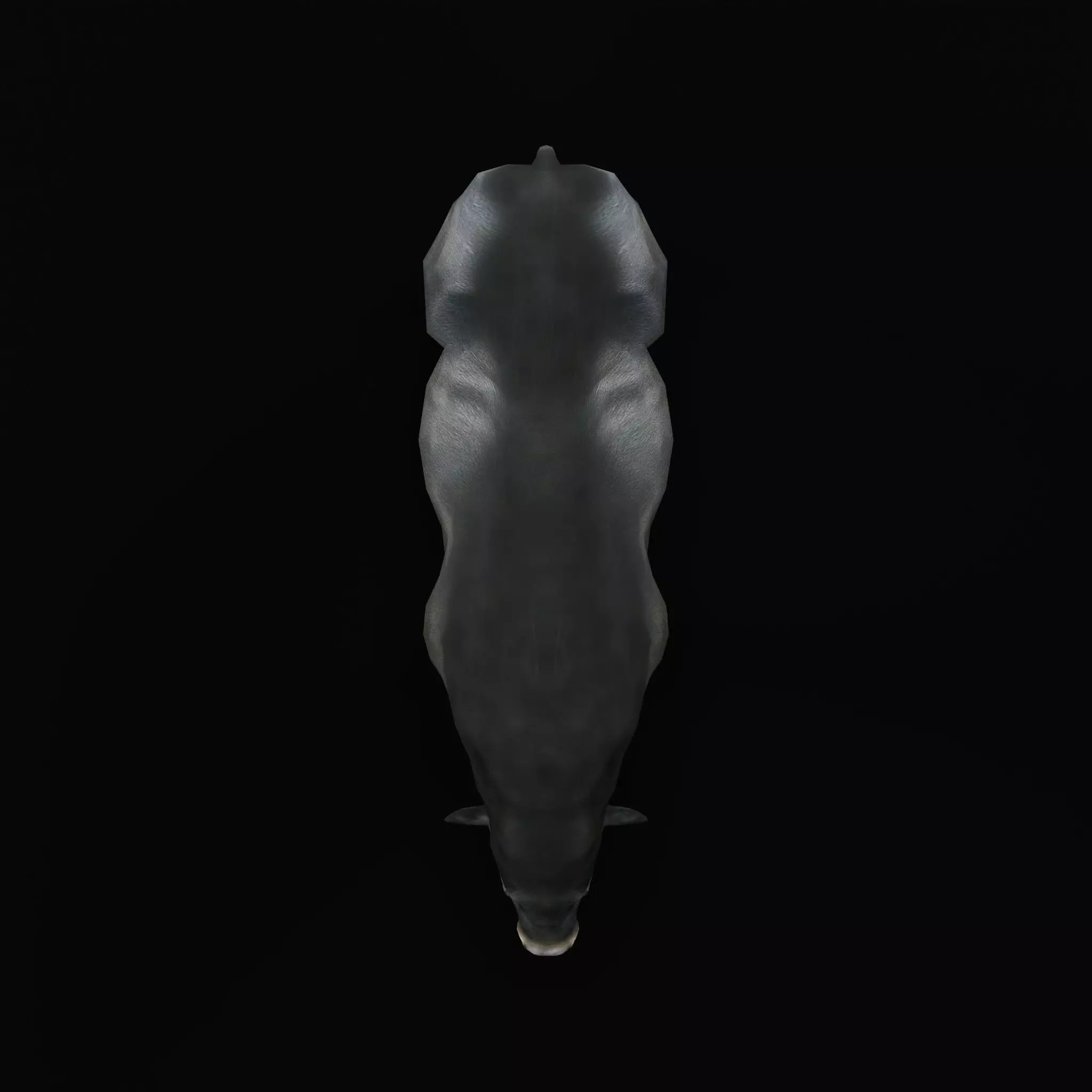 Galloway Cattle Low-poly 3D model_41