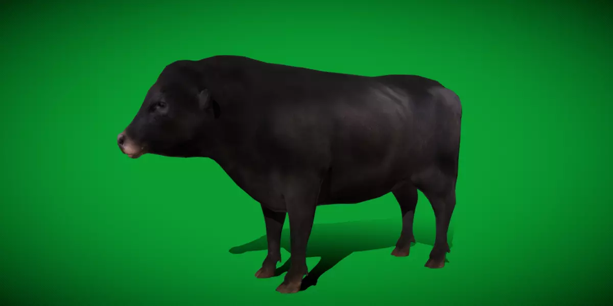 Galloway Cattle Low-poly 3D model_46