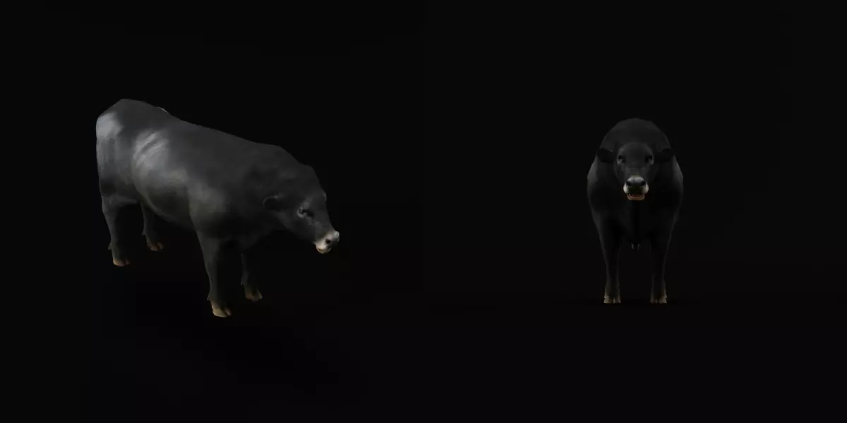 Galloway Cattle Low-poly 3D model_17