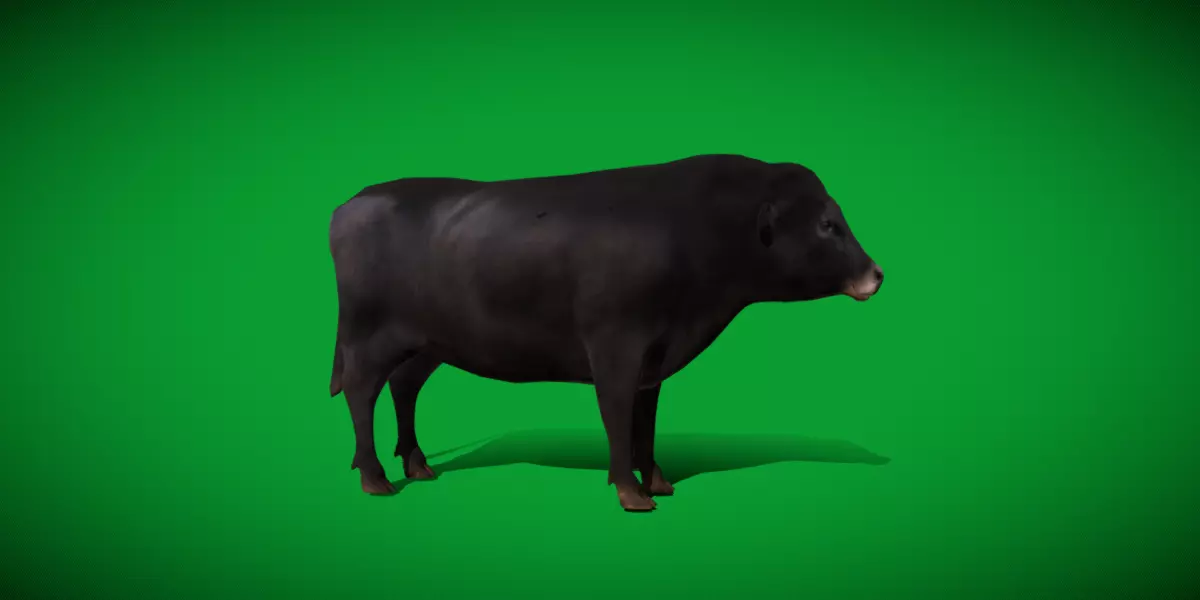 Galloway Cattle Low-poly 3D model_39