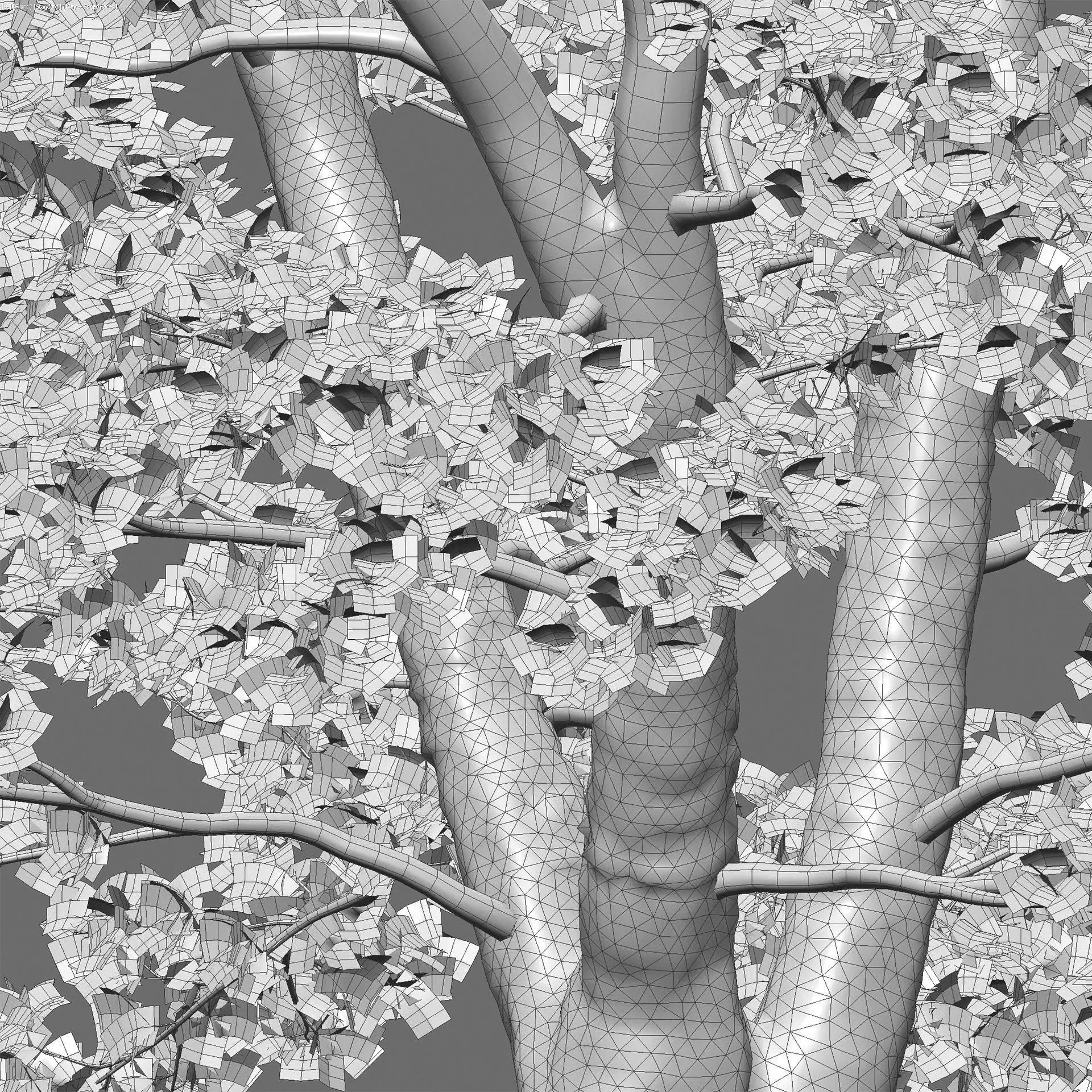 Acer platanoides - Norway Maple 01 3D model_4