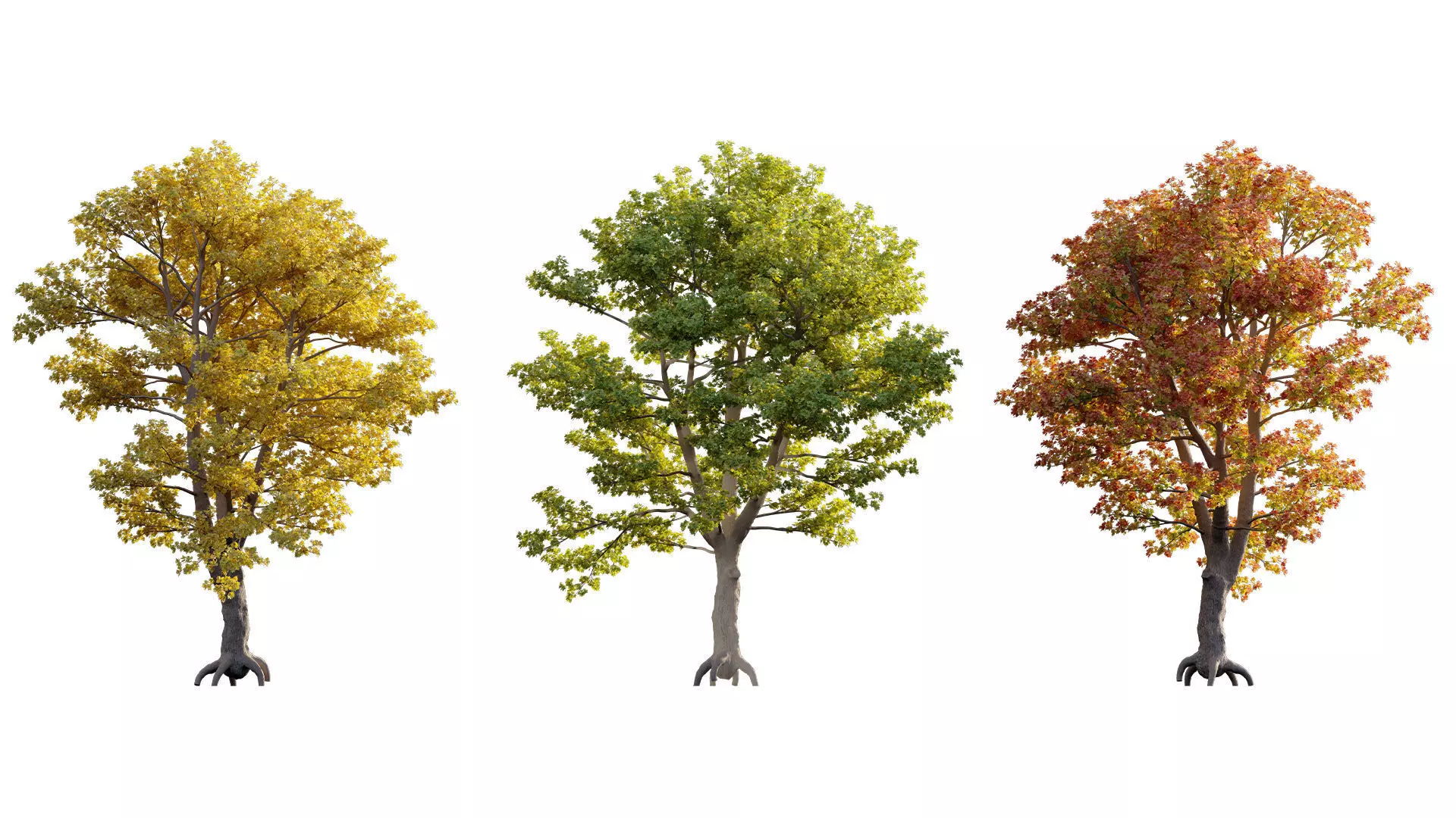Acer platanoides - Norway Maple 01 3D model_5