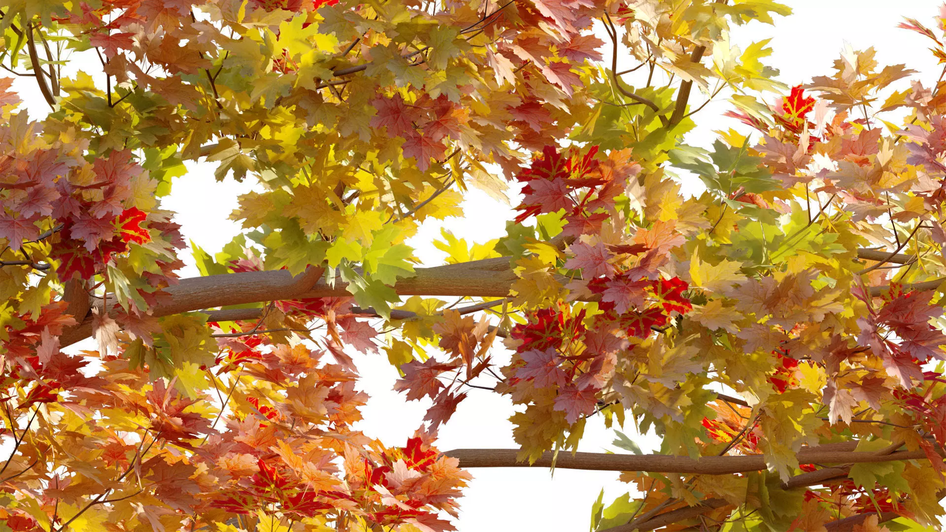 Acer platanoides - Norway Maple 01 3D model_7