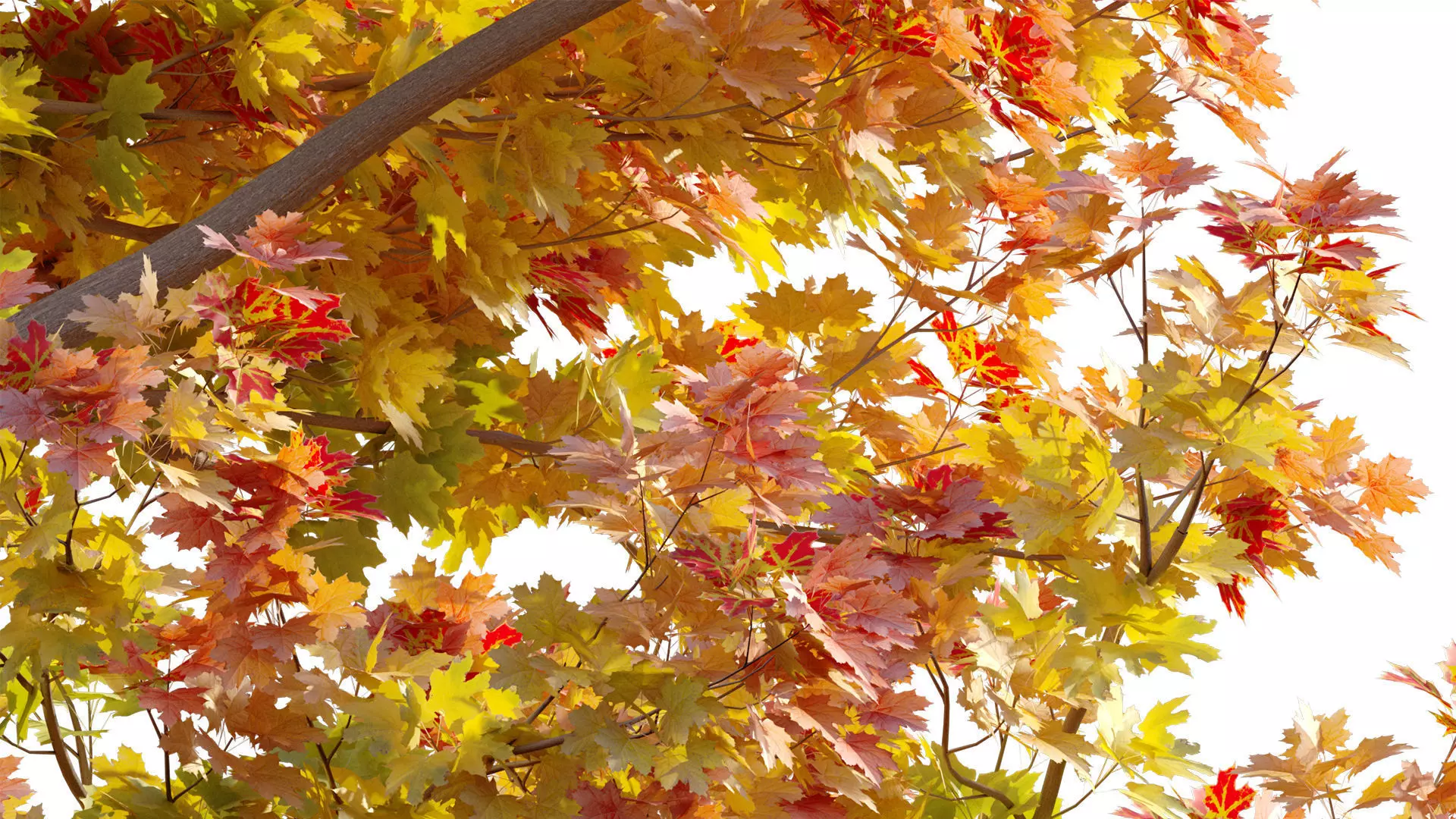 Acer platanoides - Norway Maple 01 3D model_6