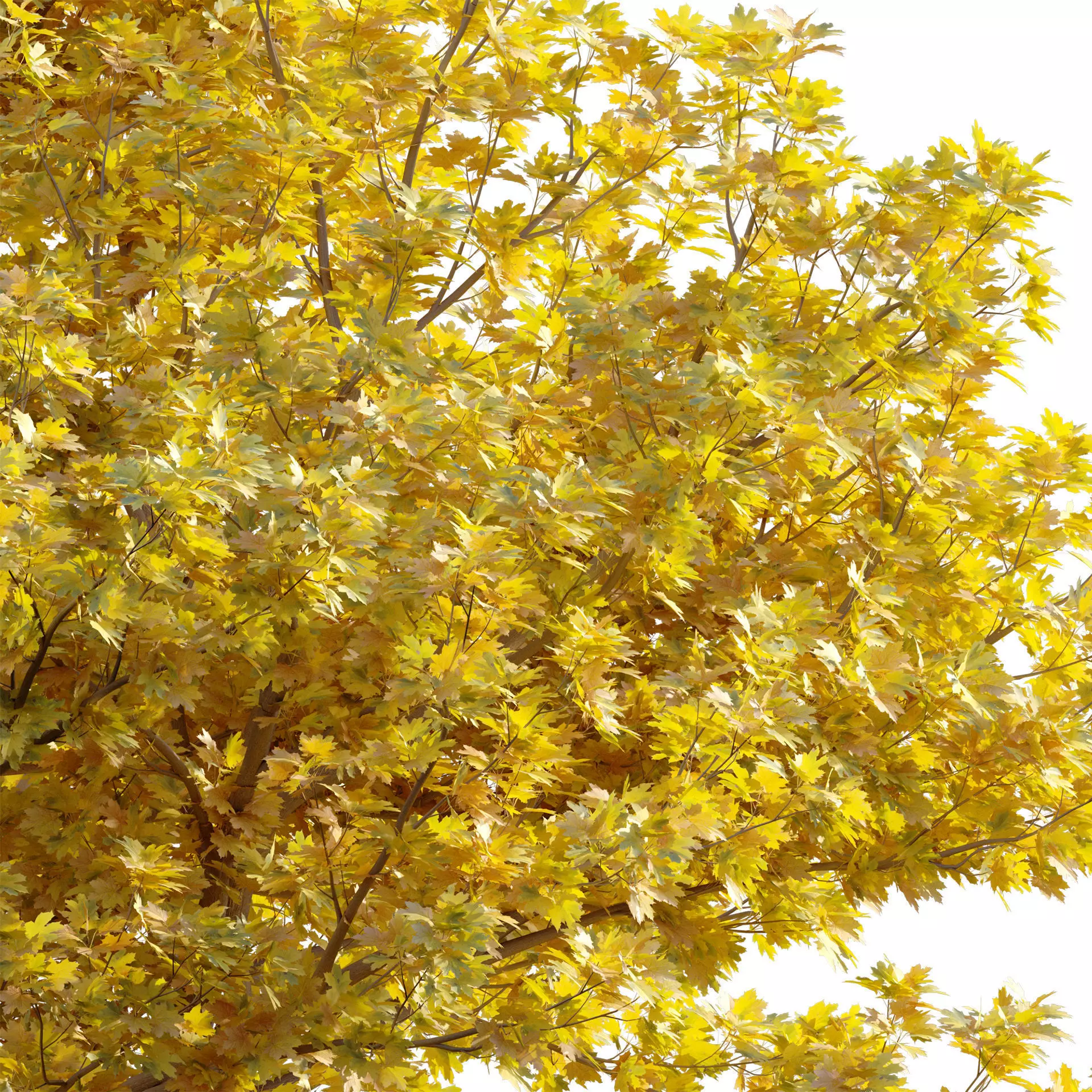 Acer platanoides - Norway Maple 01 3D model_3