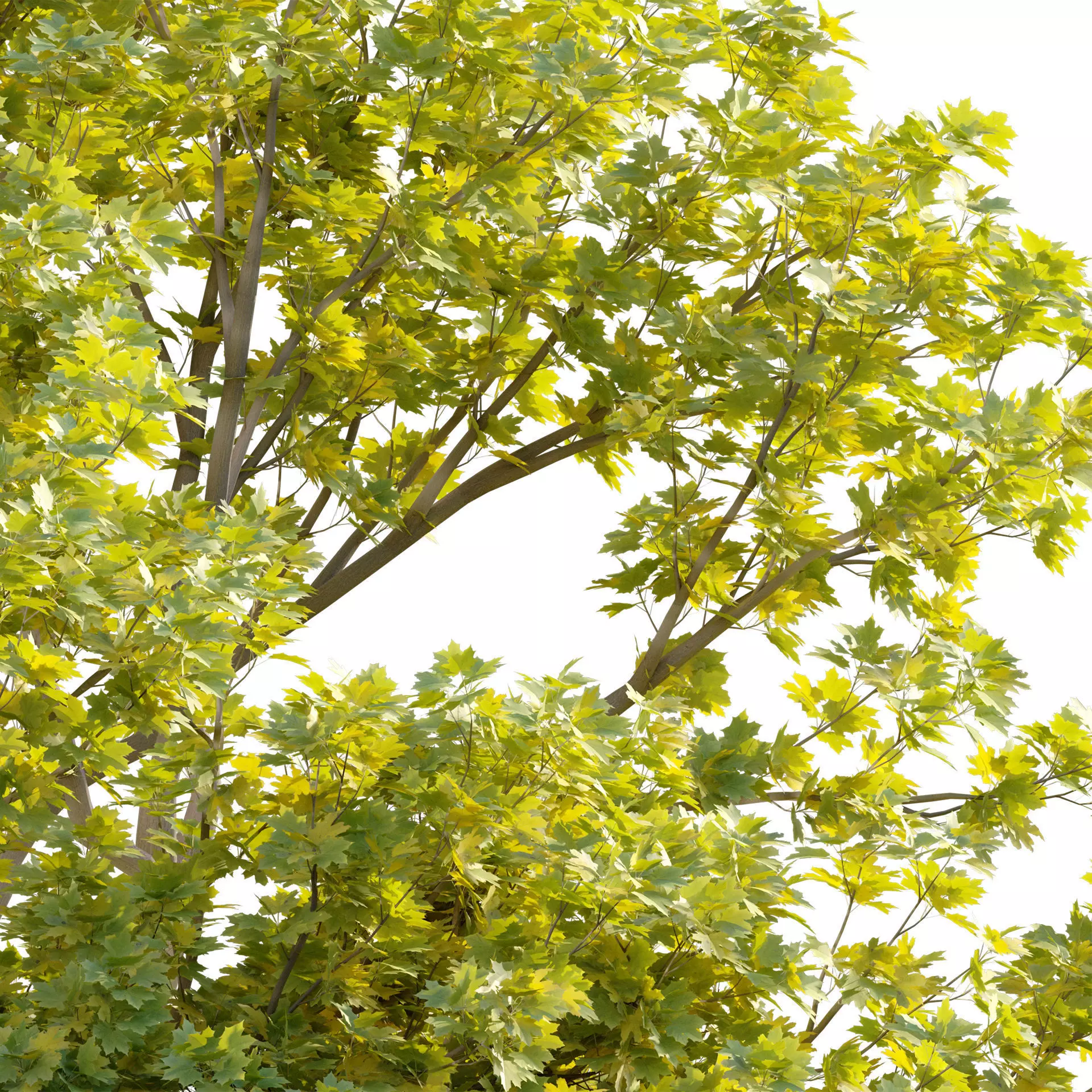 Acer platanoides - Norway Maple 01 3D model_2