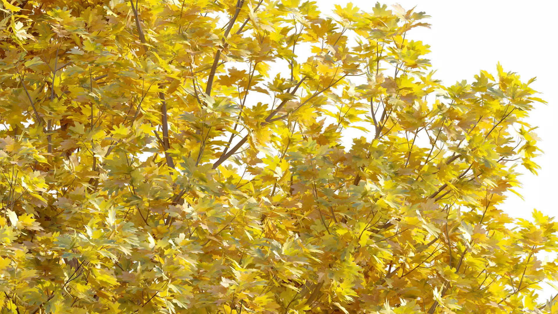 Acer platanoides - Norway Maple 01 3D model_9