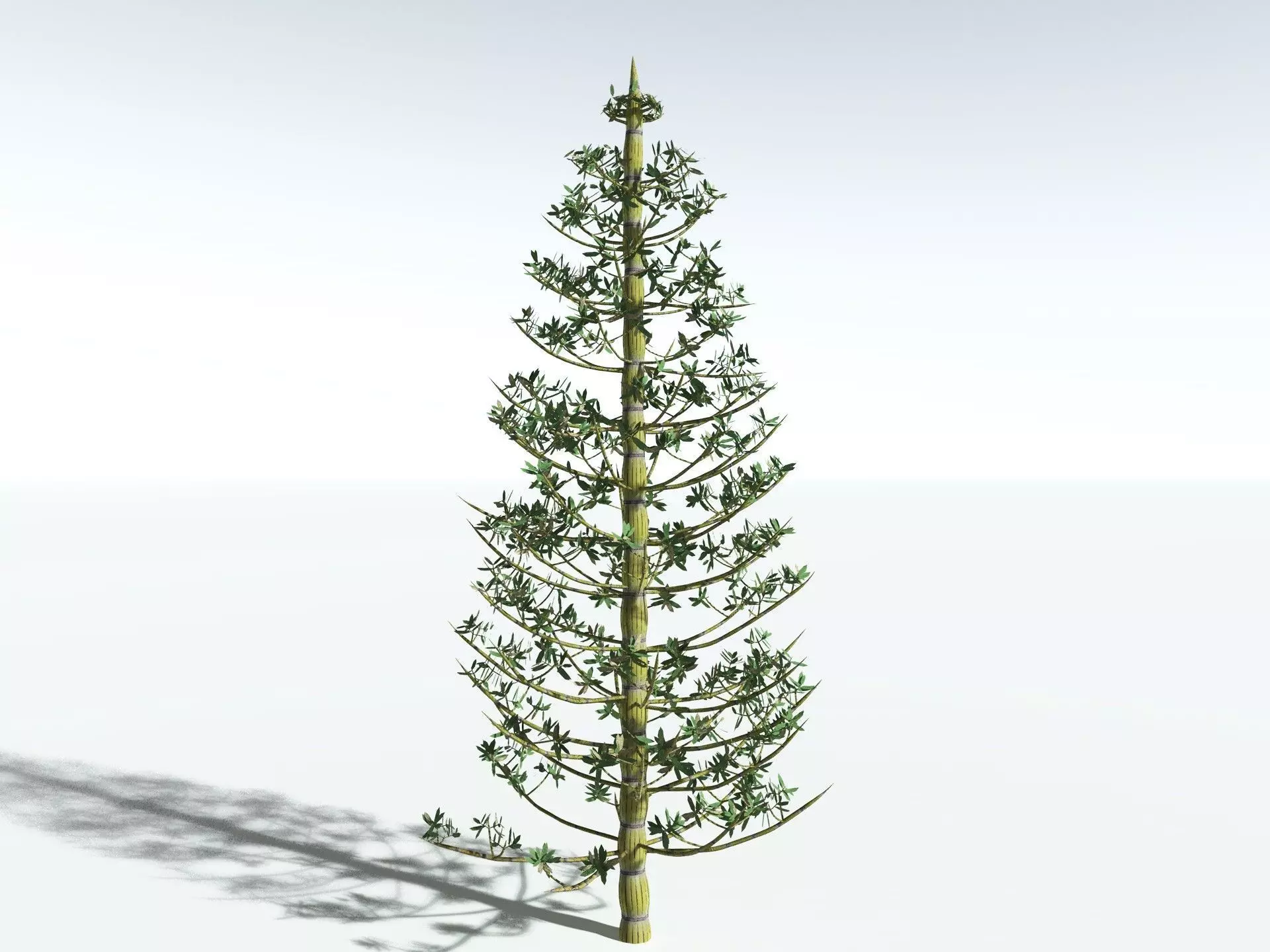 EVERYPlant Calamites Cruciatus LowPoly Low-poly 3D model_12