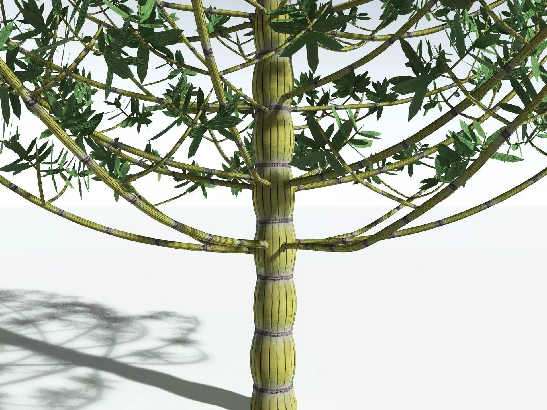 EVERYPlant Calamites Cruciatus LowPoly Low-poly 3D model_21