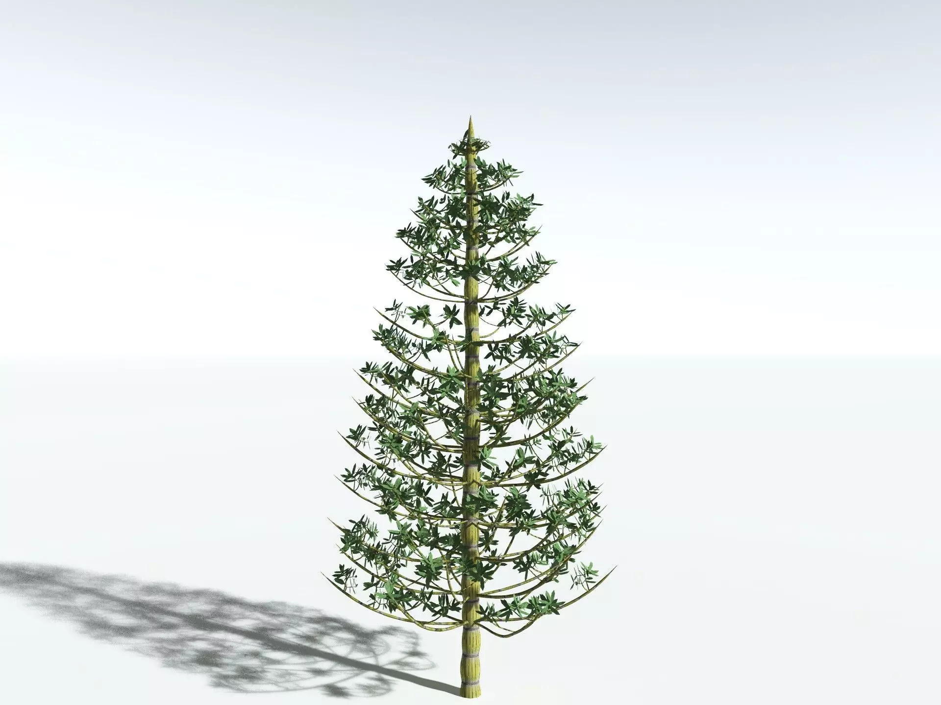 EVERYPlant Calamites Cruciatus LowPoly Low-poly 3D model_0