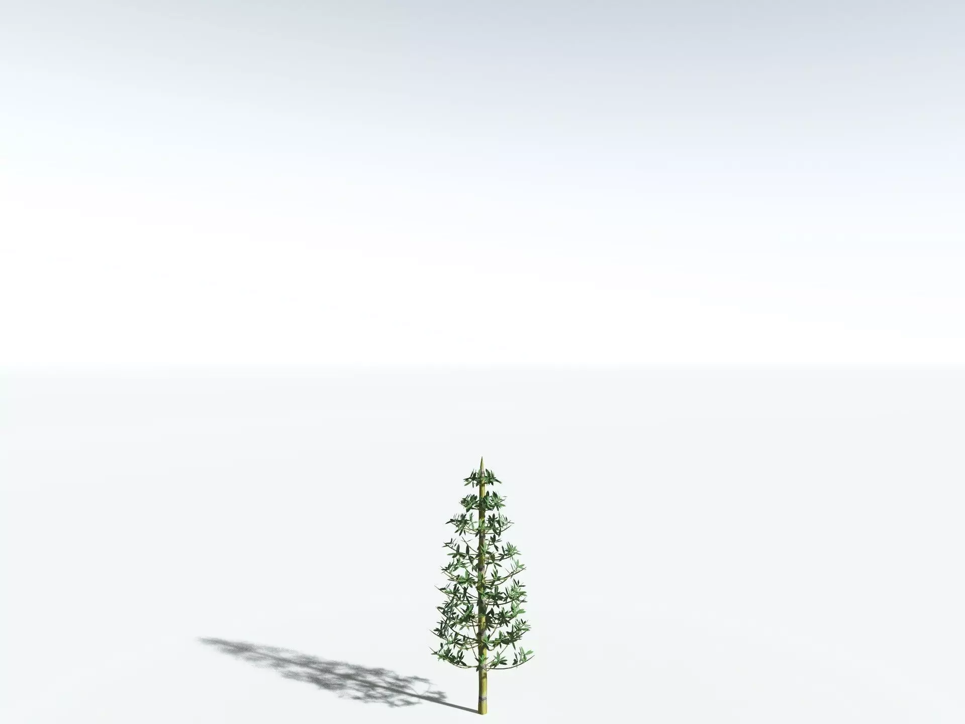 EVERYPlant Calamites Cruciatus LowPoly Low-poly 3D model_24