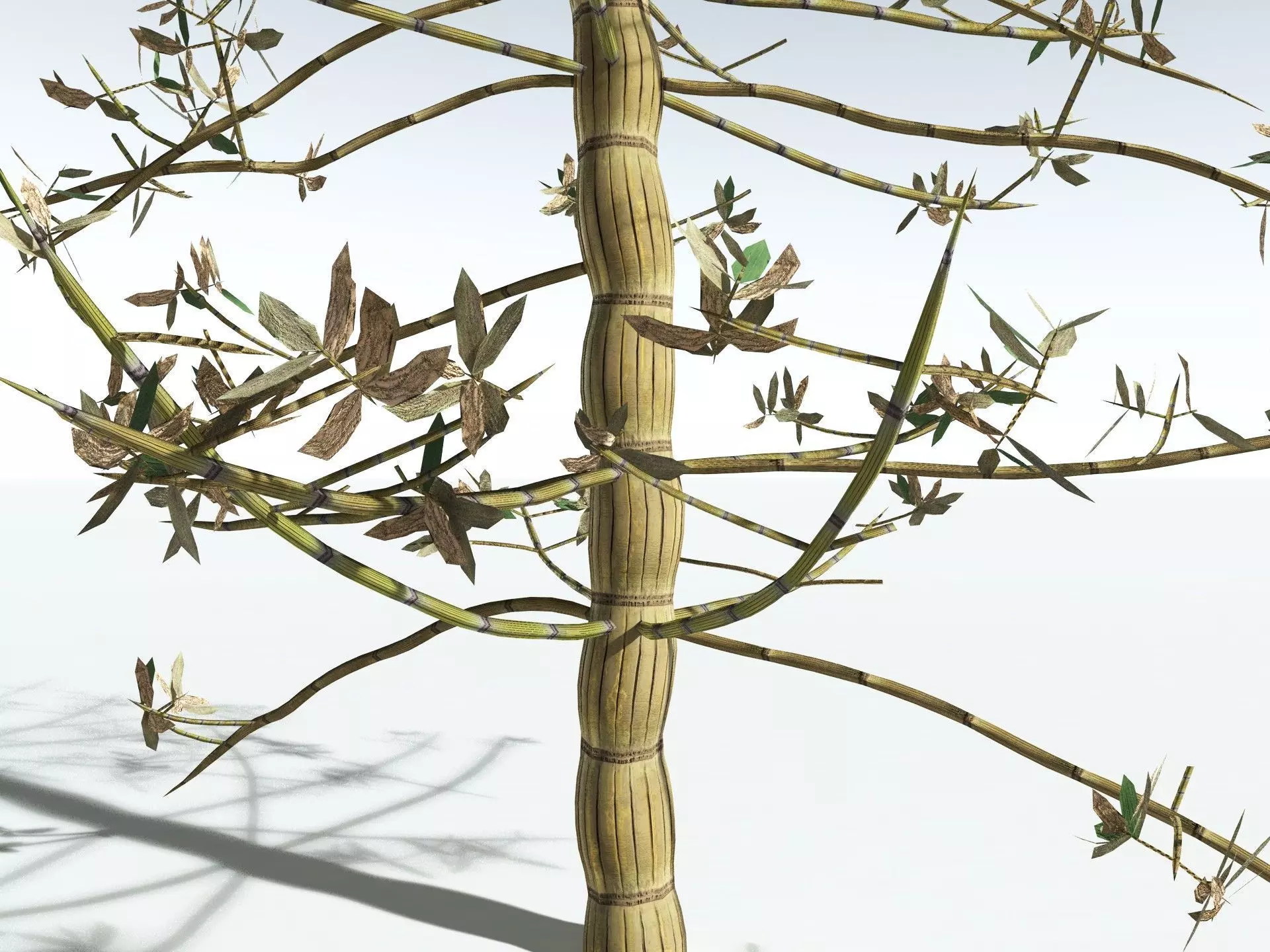 EVERYPlant Calamites Cruciatus LowPoly Low-poly 3D model_17