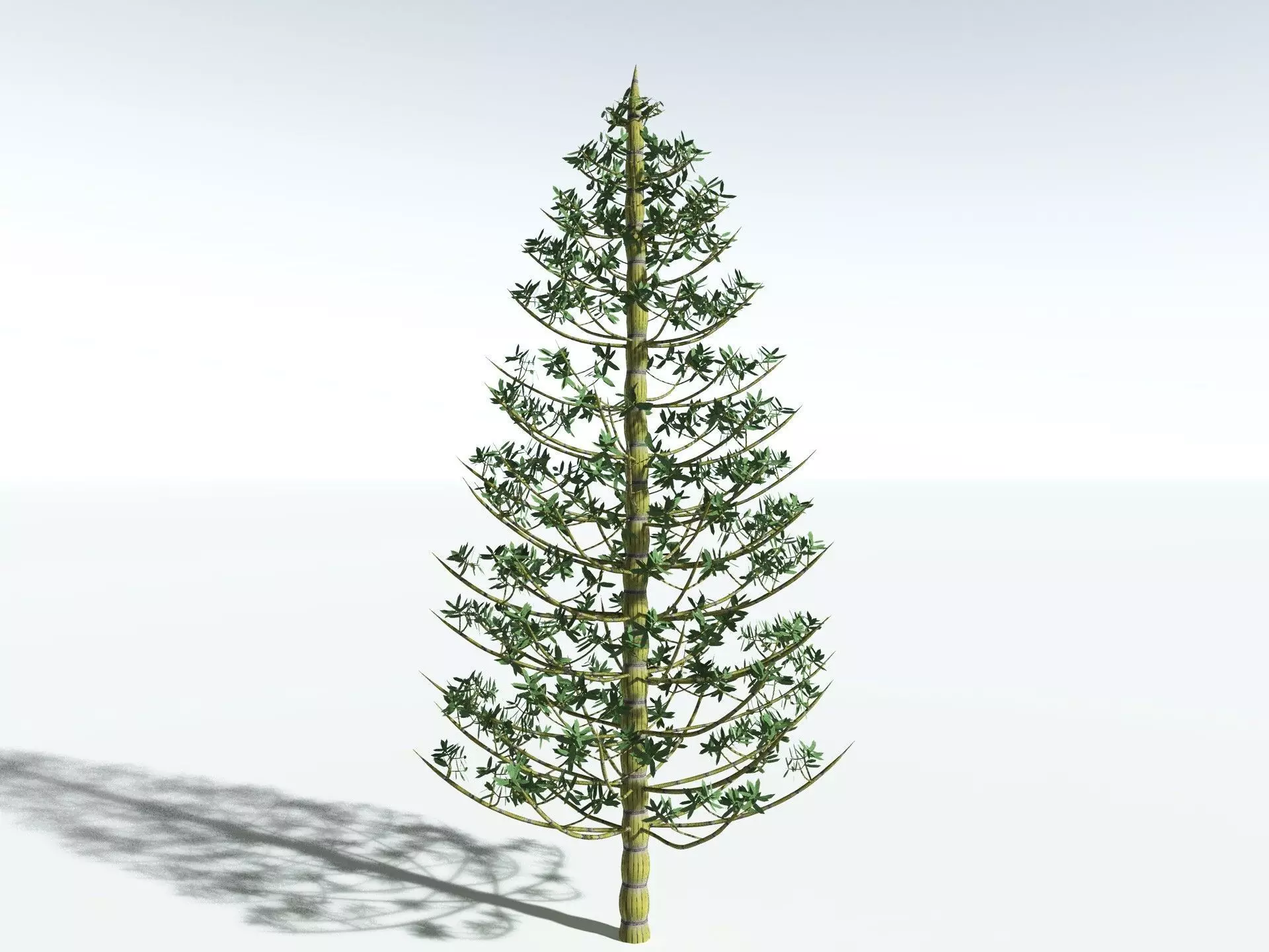 EVERYPlant Calamites Cruciatus LowPoly Low-poly 3D model_20