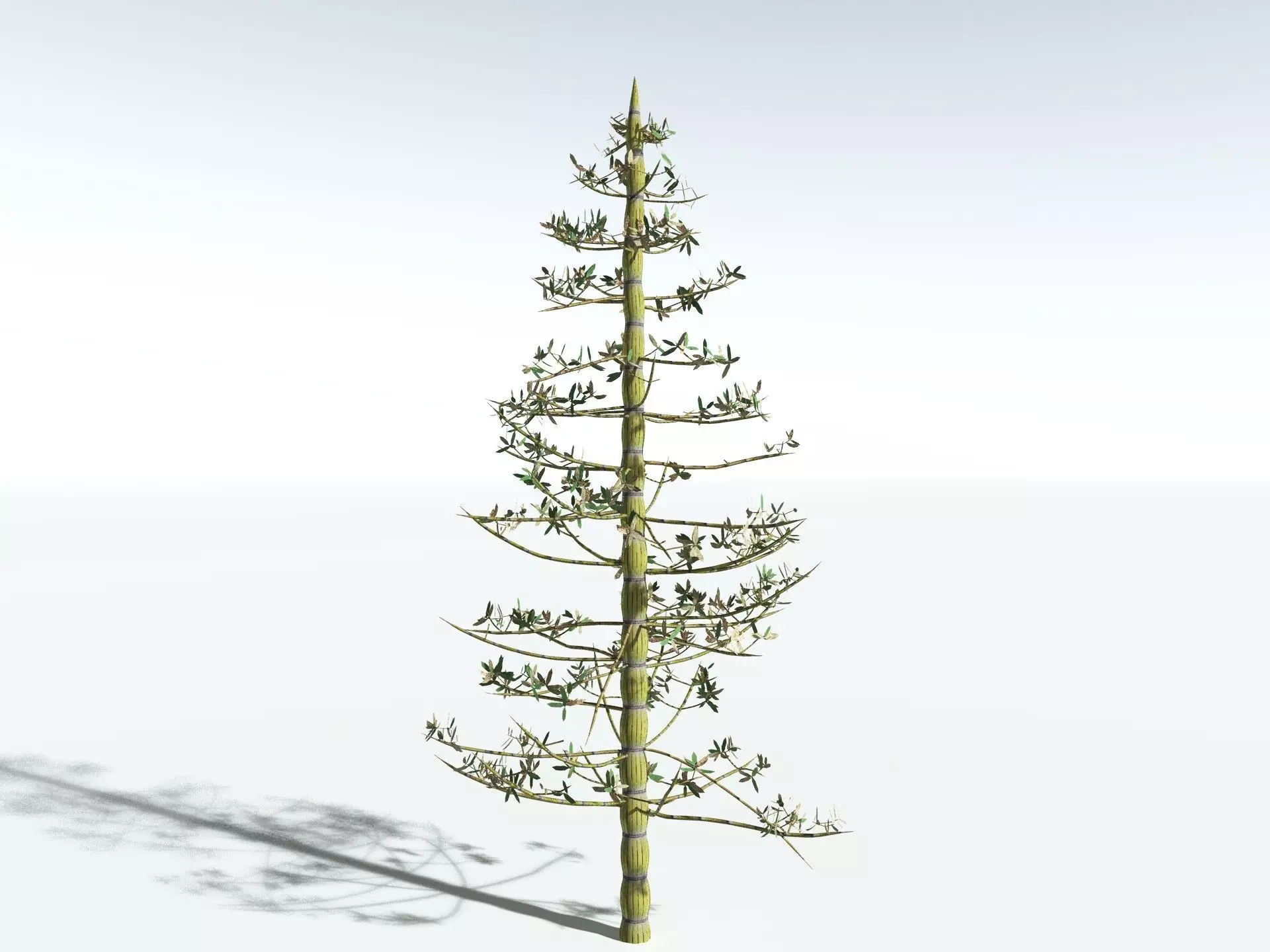 EVERYPlant Calamites Cruciatus LowPoly Low-poly 3D model_14