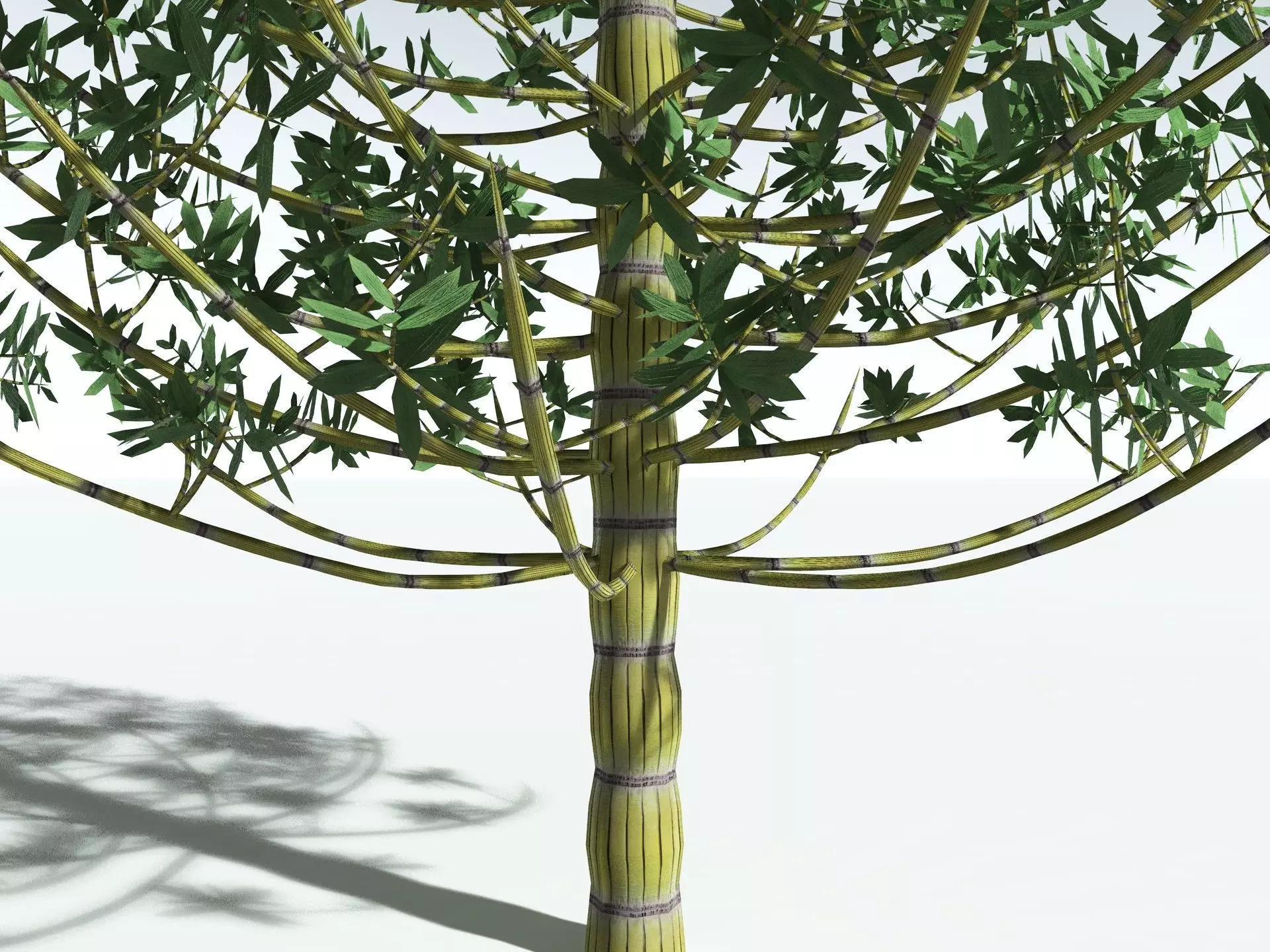 EVERYPlant Calamites Cruciatus LowPoly Low-poly 3D model_7