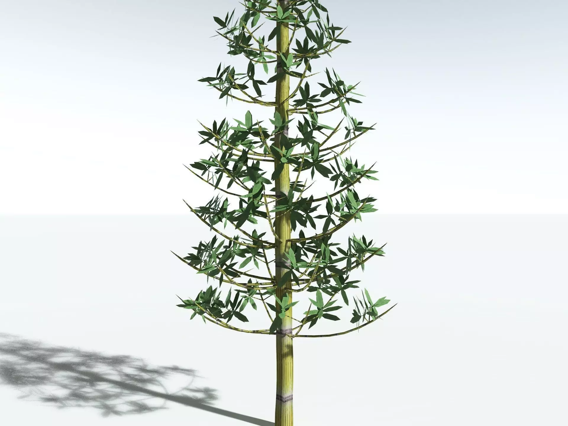 EVERYPlant Calamites Cruciatus LowPoly Low-poly 3D model_25