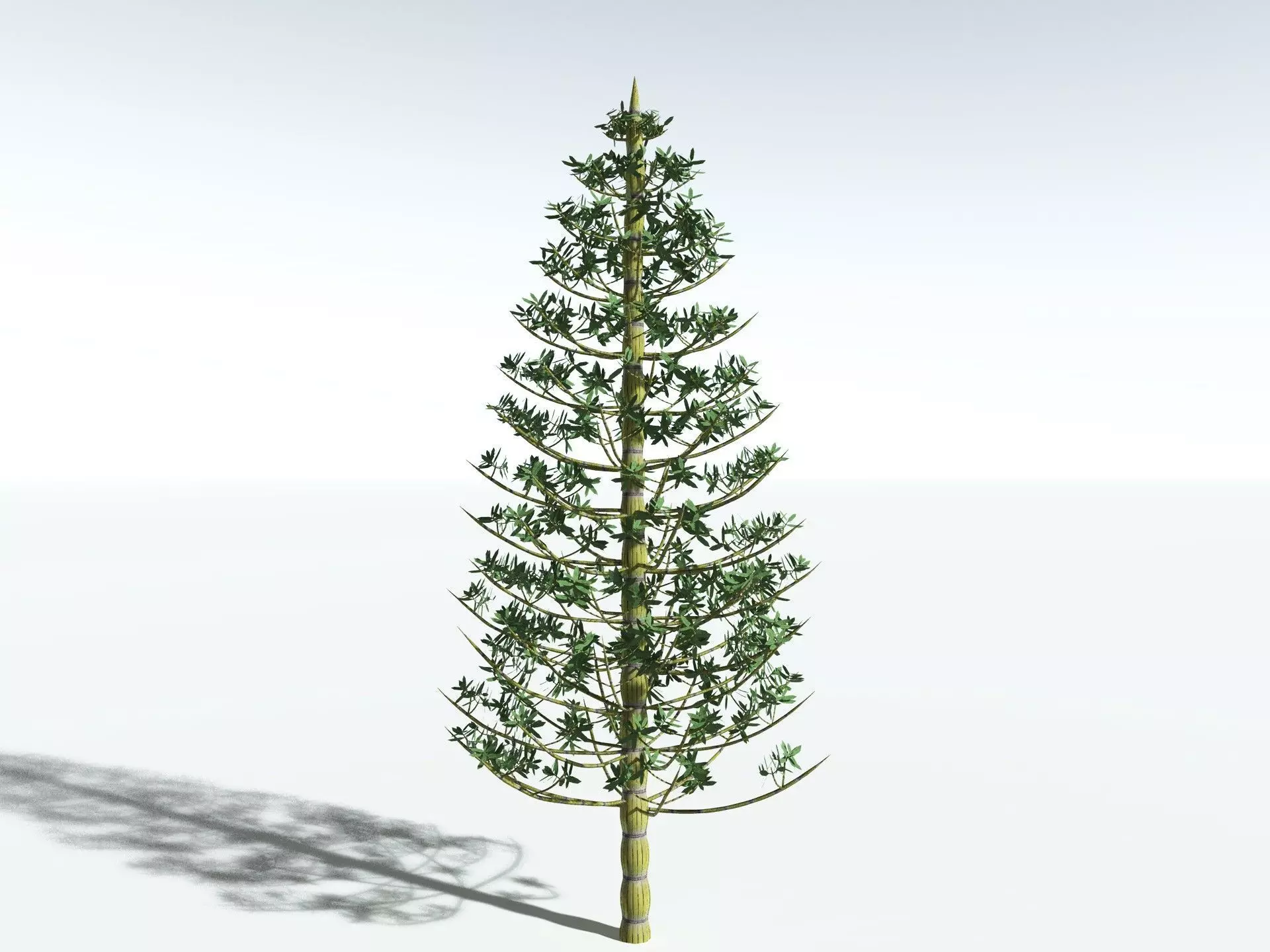 EVERYPlant Calamites Cruciatus LowPoly Low-poly 3D model_4