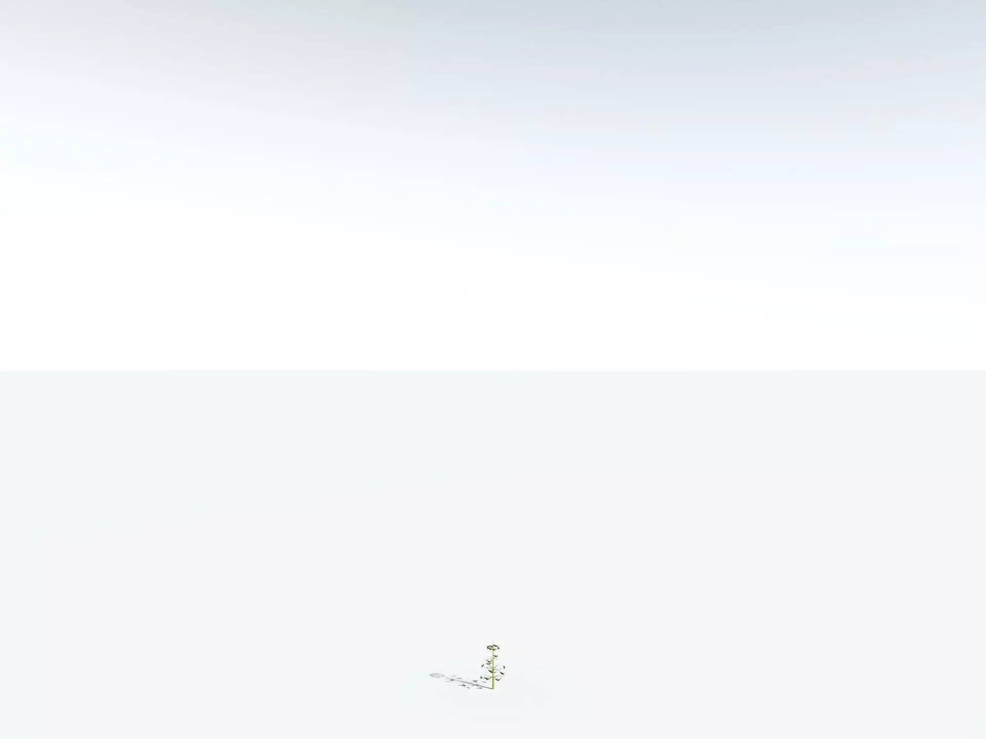 EVERYPlant Calamites Cruciatus LowPoly Low-poly 3D model_31