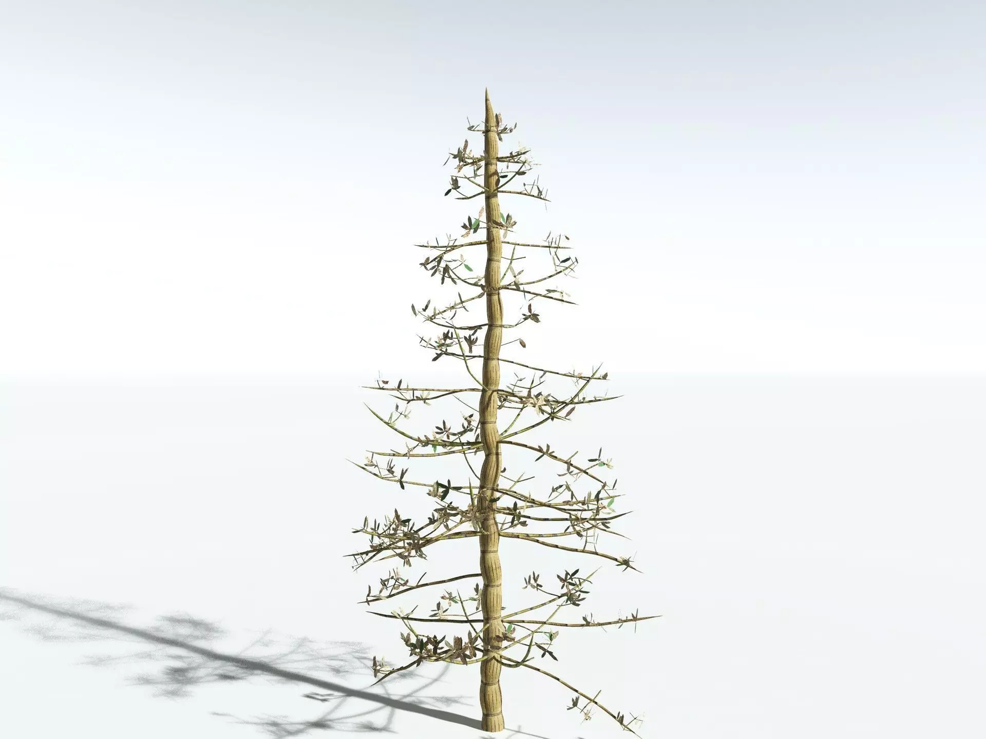 EVERYPlant Calamites Cruciatus LowPoly Low-poly 3D model_16