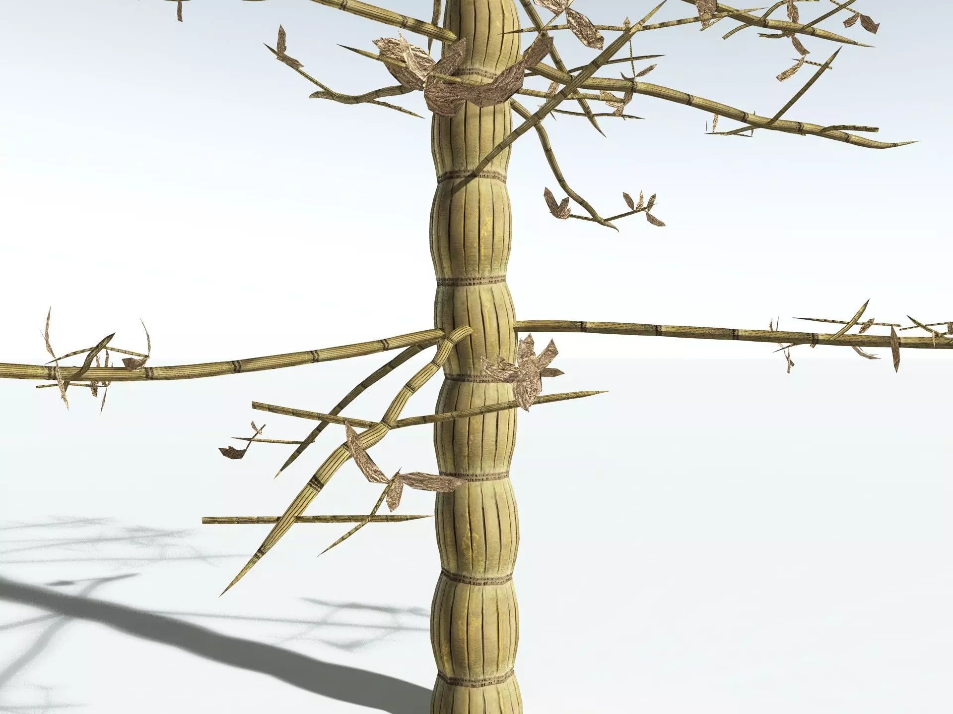 EVERYPlant Calamites Cruciatus LowPoly Low-poly 3D model_19