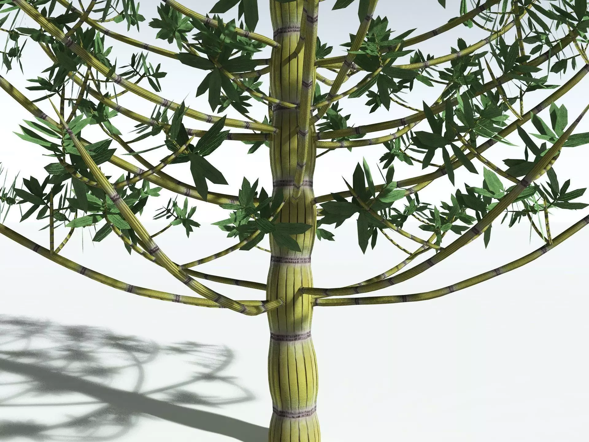 EVERYPlant Calamites Cruciatus LowPoly Low-poly 3D model_3