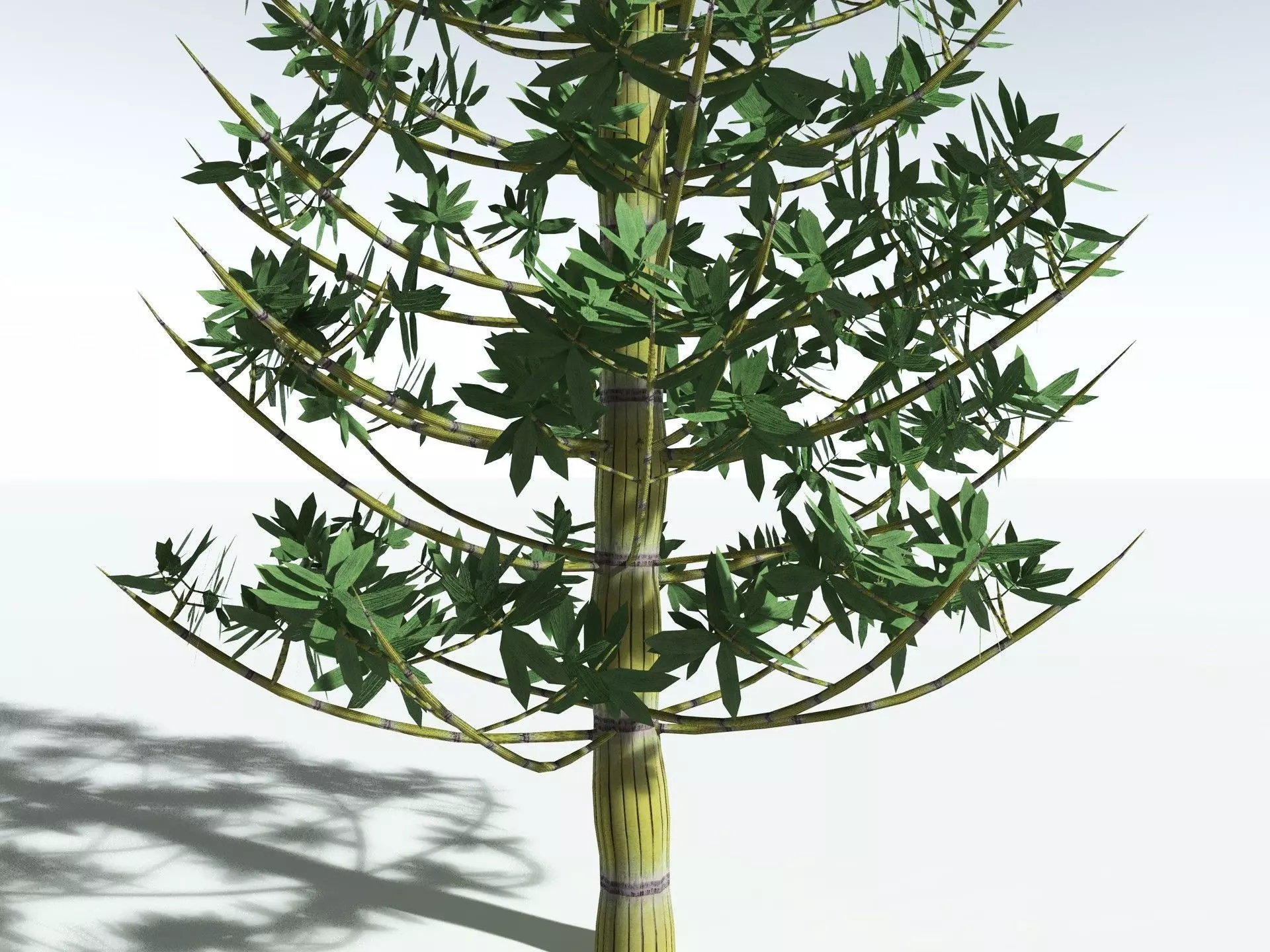 EVERYPlant Calamites Cruciatus LowPoly Low-poly 3D model_23